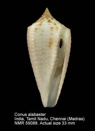 Conus alabaster.jpg - Conus alabasterReeve,1849